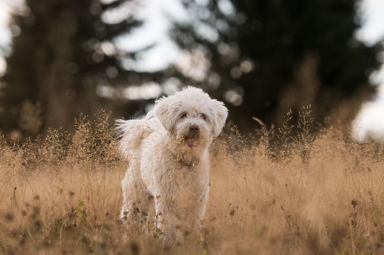 Pet Behaviorist